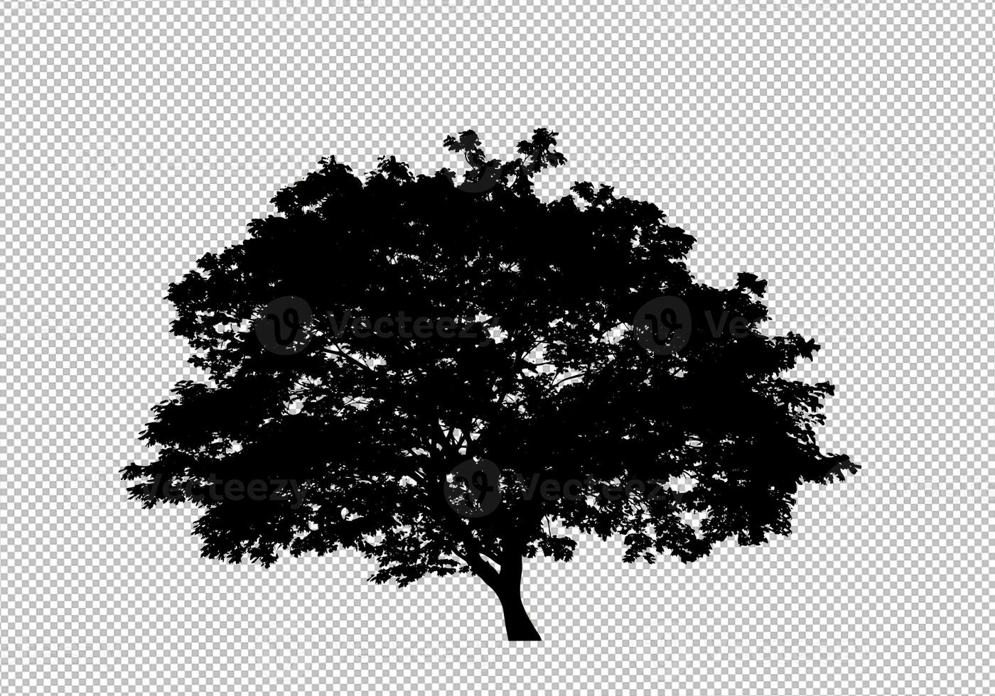 Tree silhouette on transparent background with clipping path and alpha photo