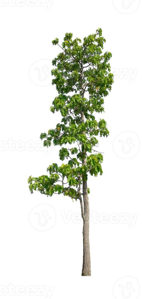 Trees that are isolated on a white background are suitable for both printing and web pages photo