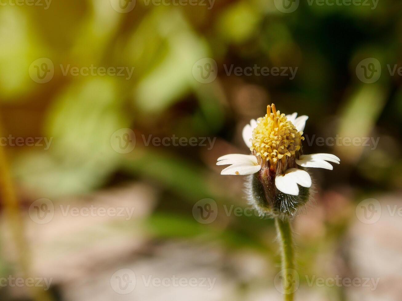 White flowers bloom in the spring photo