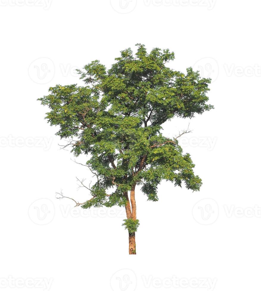 Trees that are isolated on a white background are suitable for both printing and web pages photo