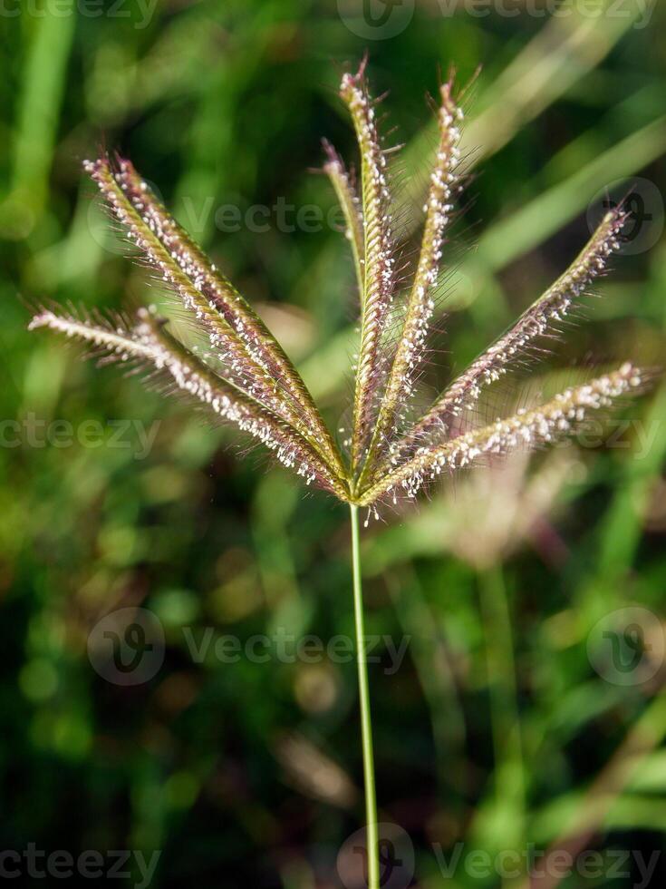 morning grass Flowers sunshine photo