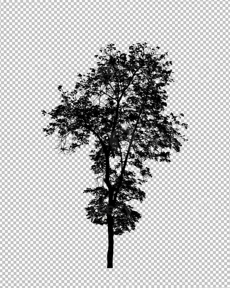 Tree silhouette on transparent background with clipping path and alpha photo