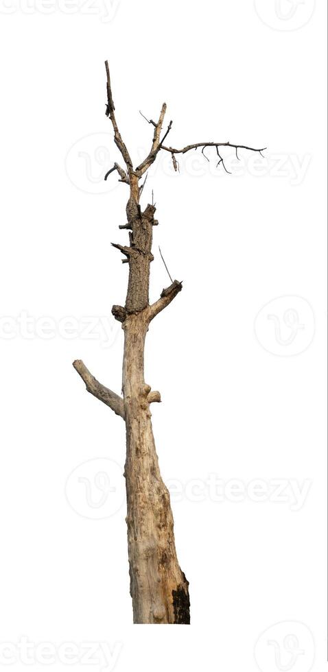 Trees that are isolated on a white background are suitable for both printing and web pages photo