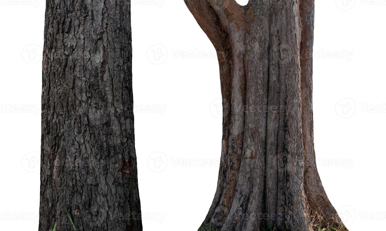 isolated tree trunk Collection on White background. photo