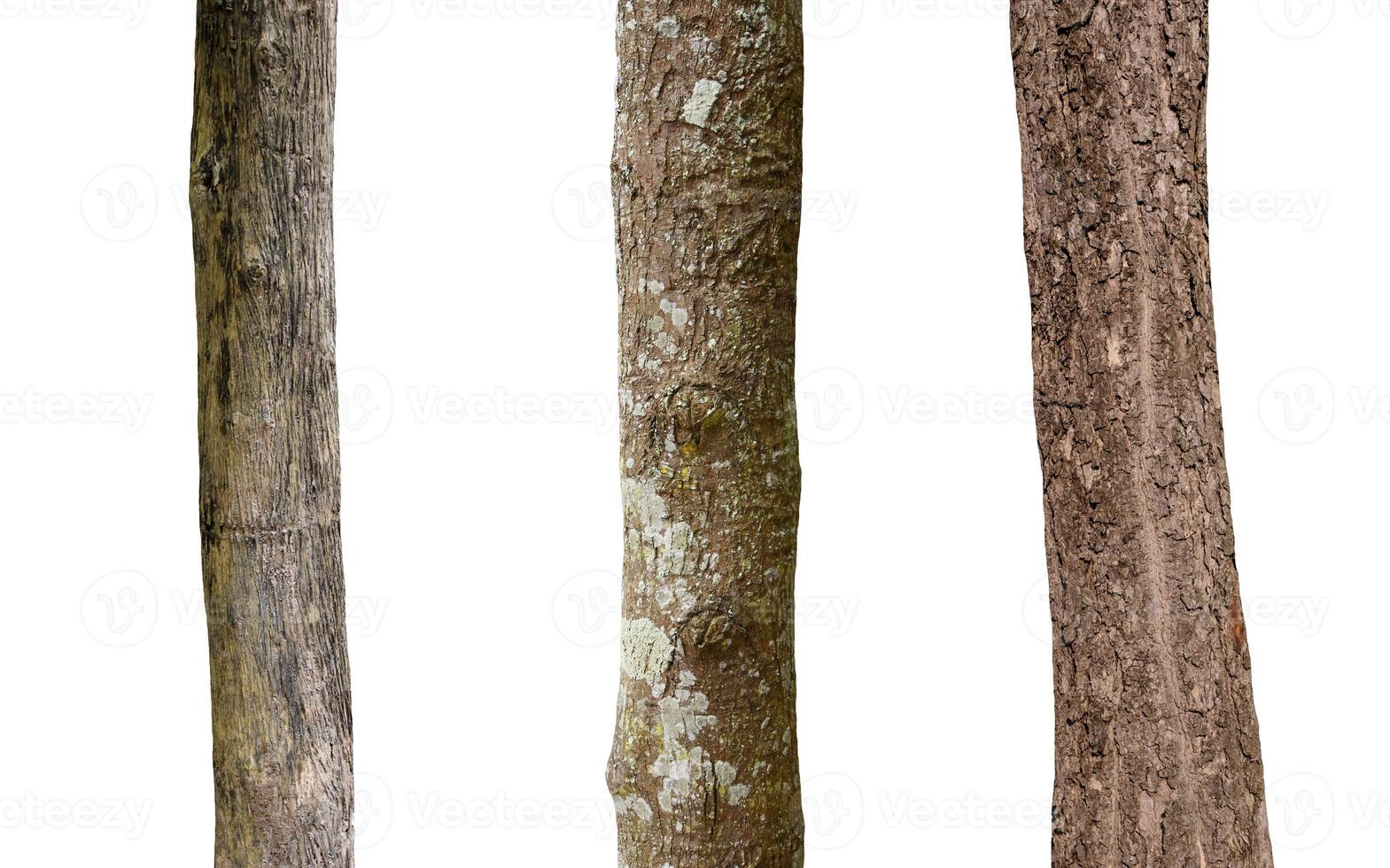 isolated tree trunk Collection on White background. photo