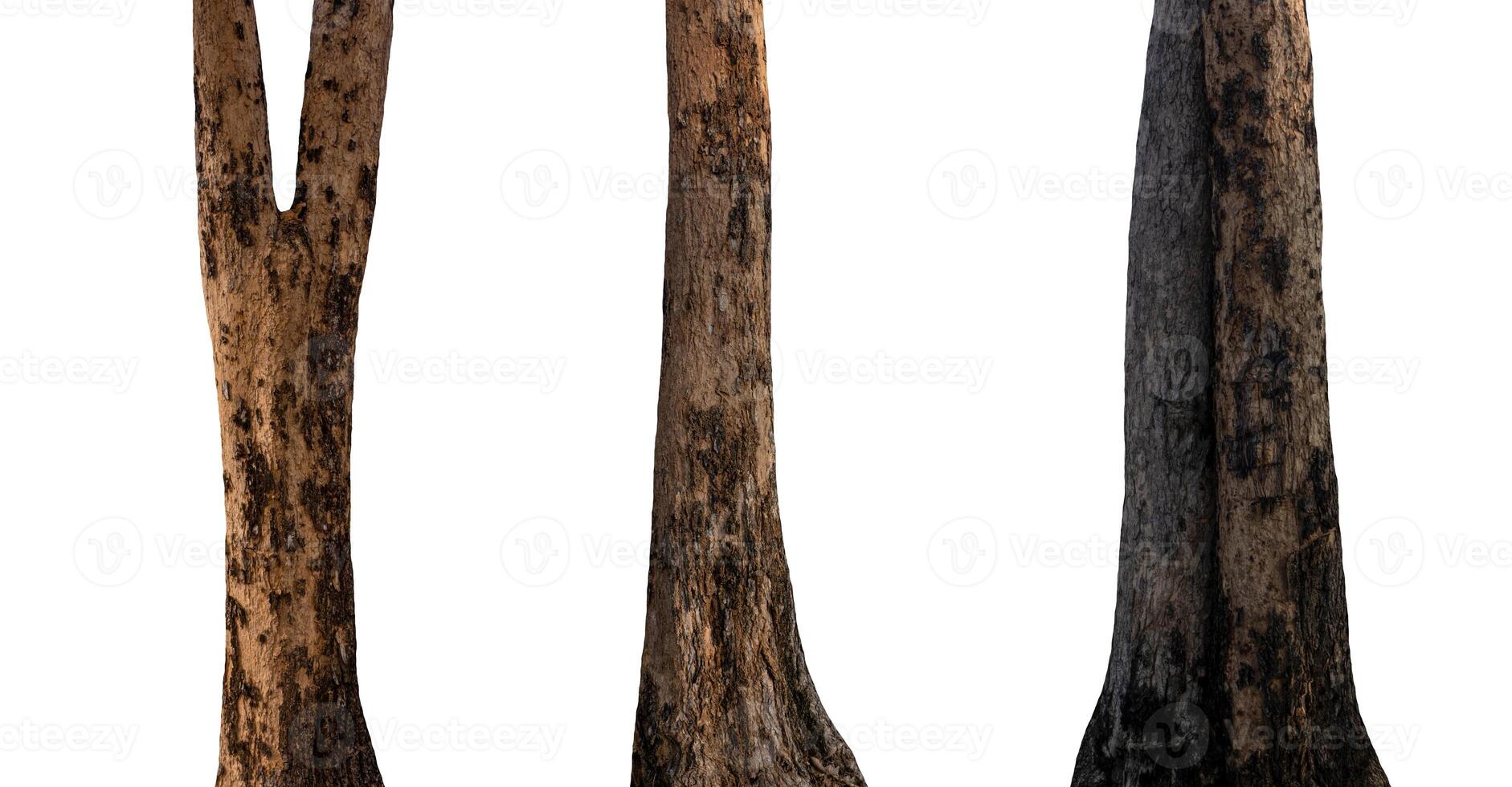 isolated tree trunk Collection on White background. photo