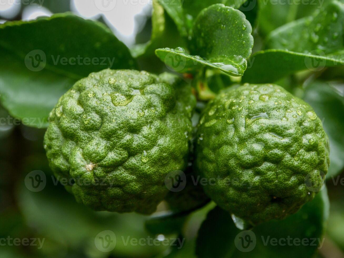 Bergamot and green leaves on the tree. photo