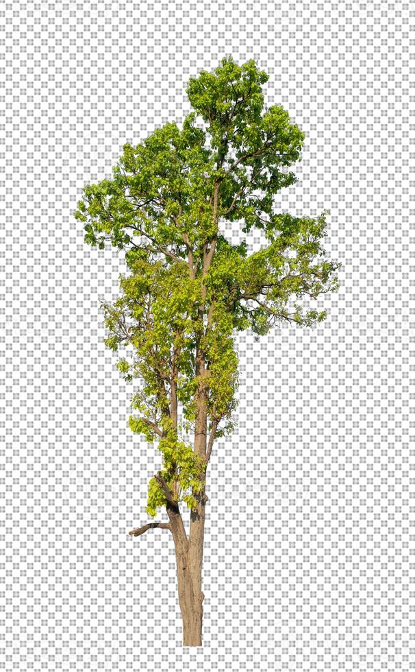 Tree on transparent picture background with clipping path, single tree with clipping path and alpha channel photo