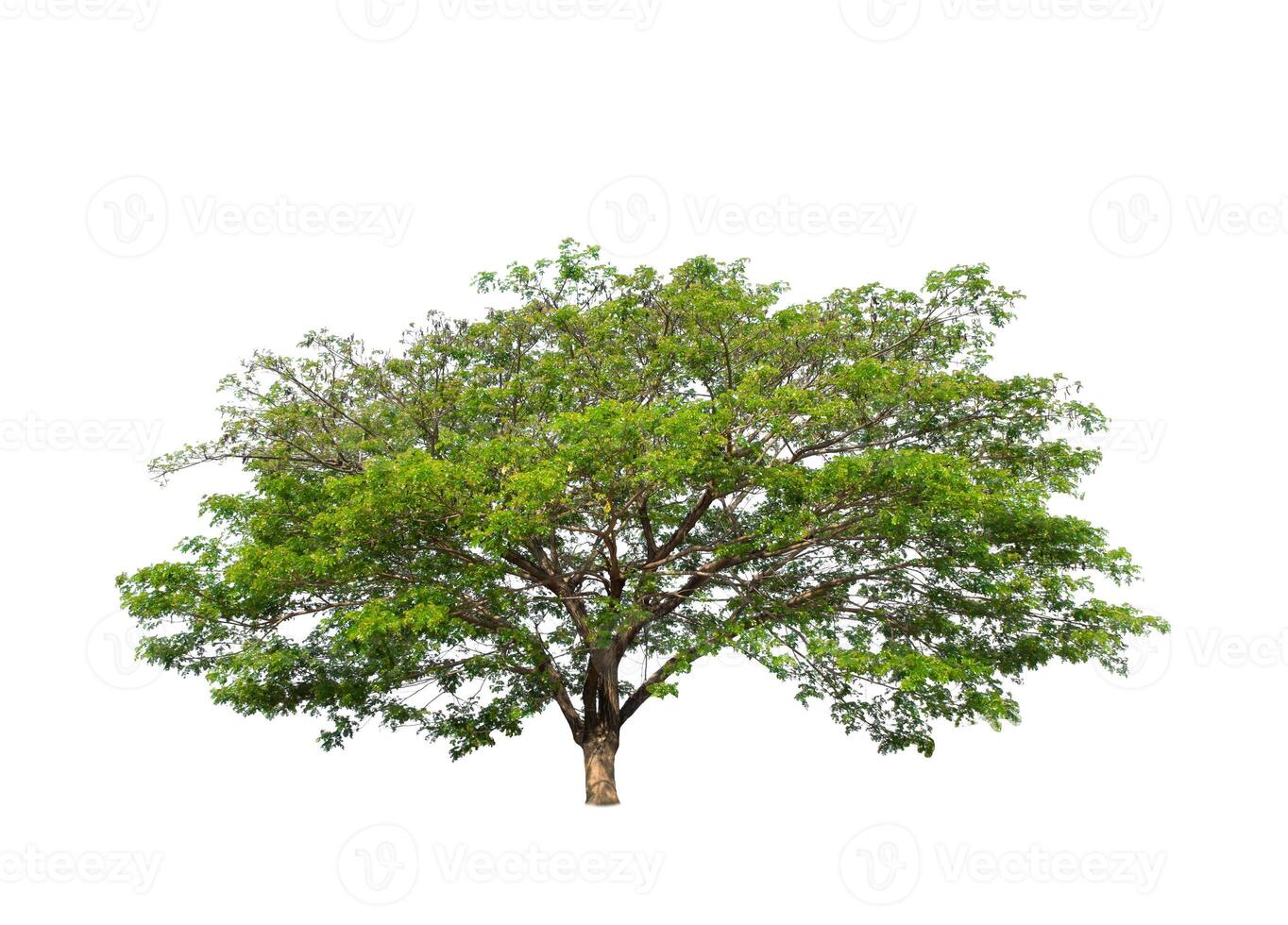 isolated tree on white background photo
