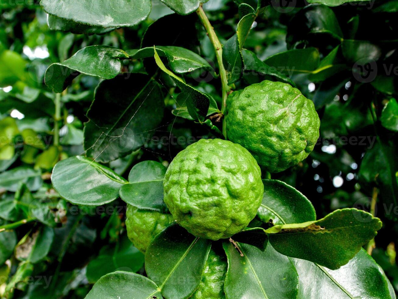 Bergamot and green leaves on the tree. photo