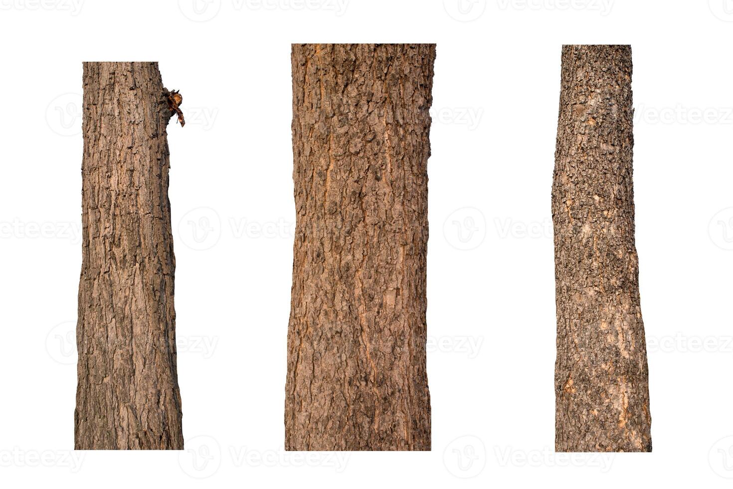 Trunks isolated on white background. photo