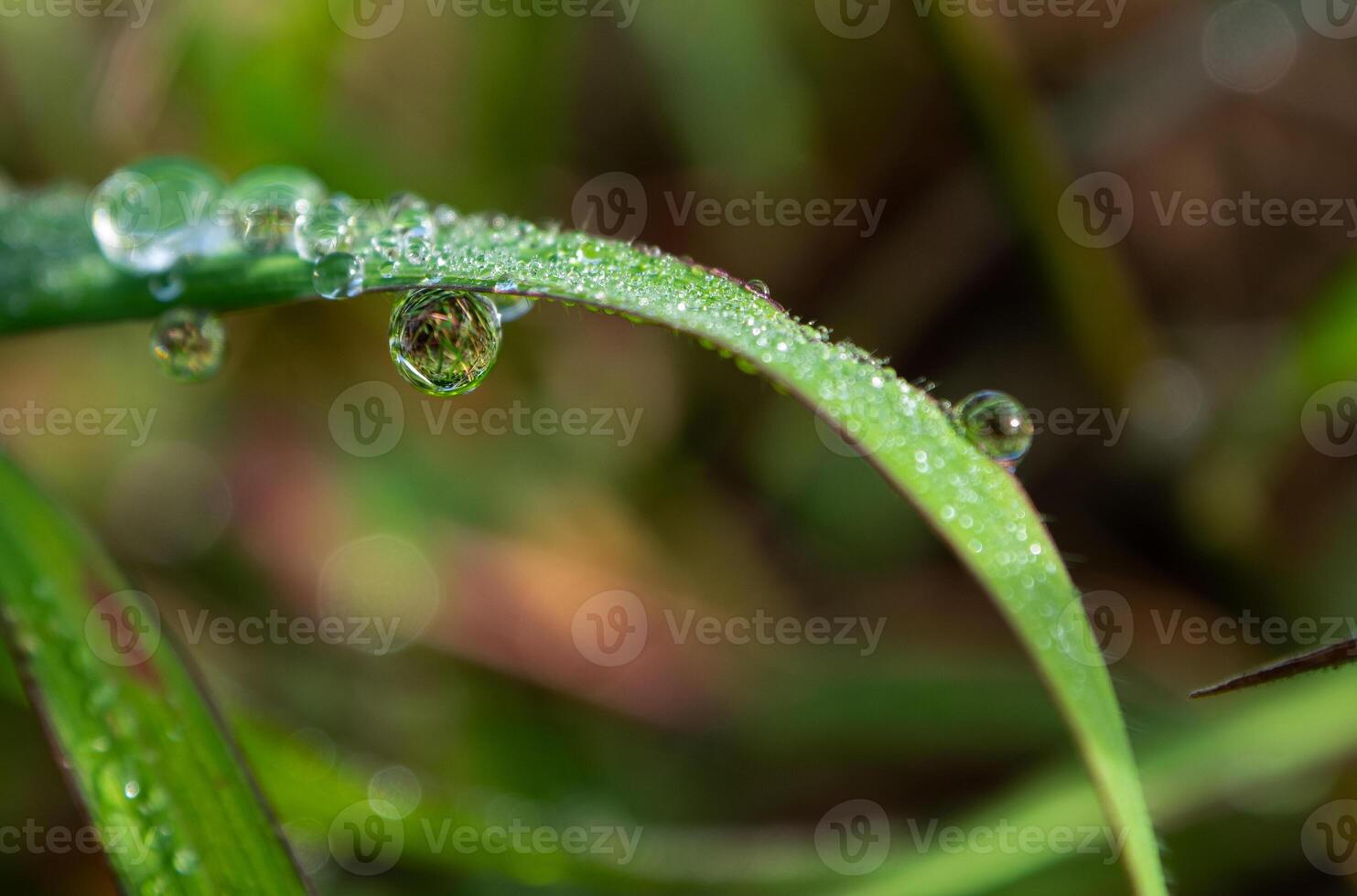 Drop of dew in morning on leaf photo