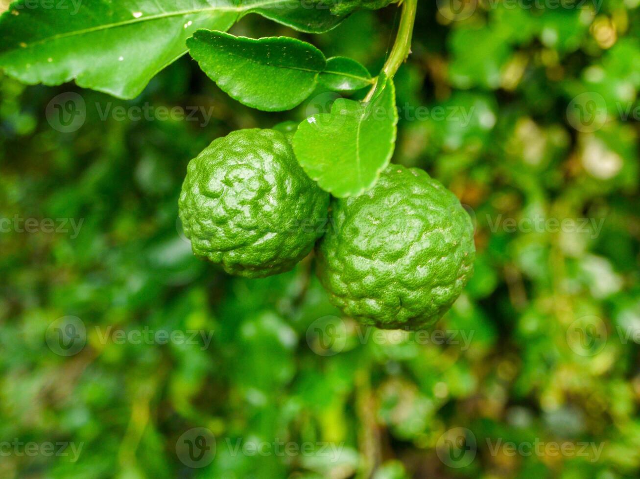 Bergamot and green leaves on the tree. photo
