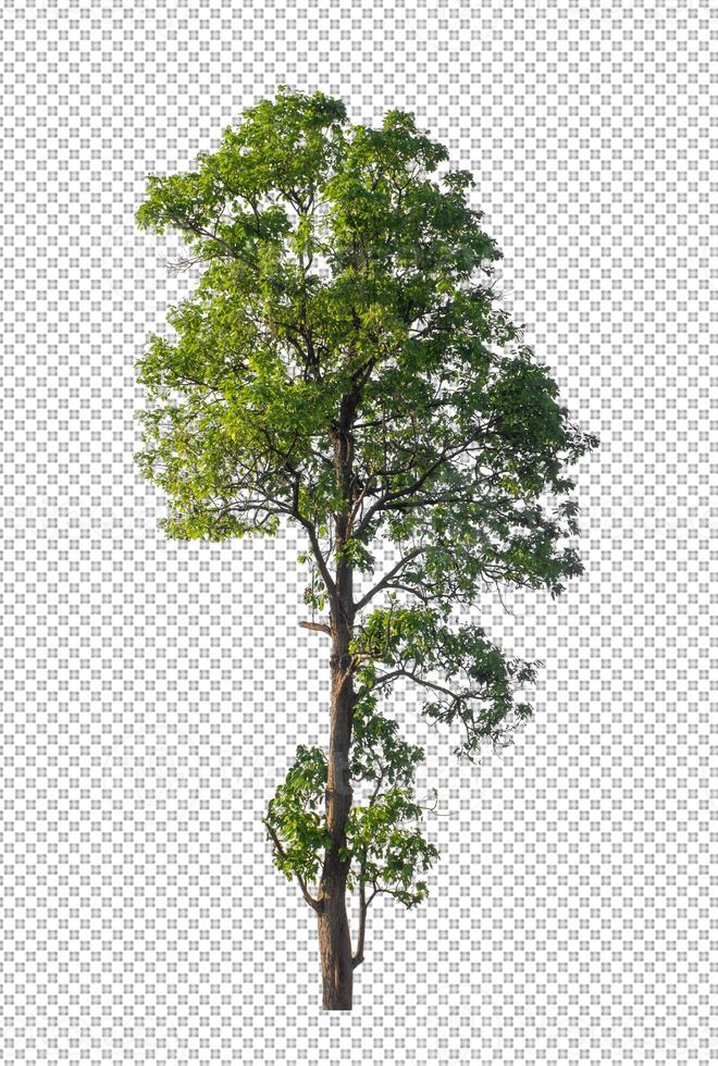 Tree on transparent picture background with clipping path, single tree with clipping path and alpha channel photo