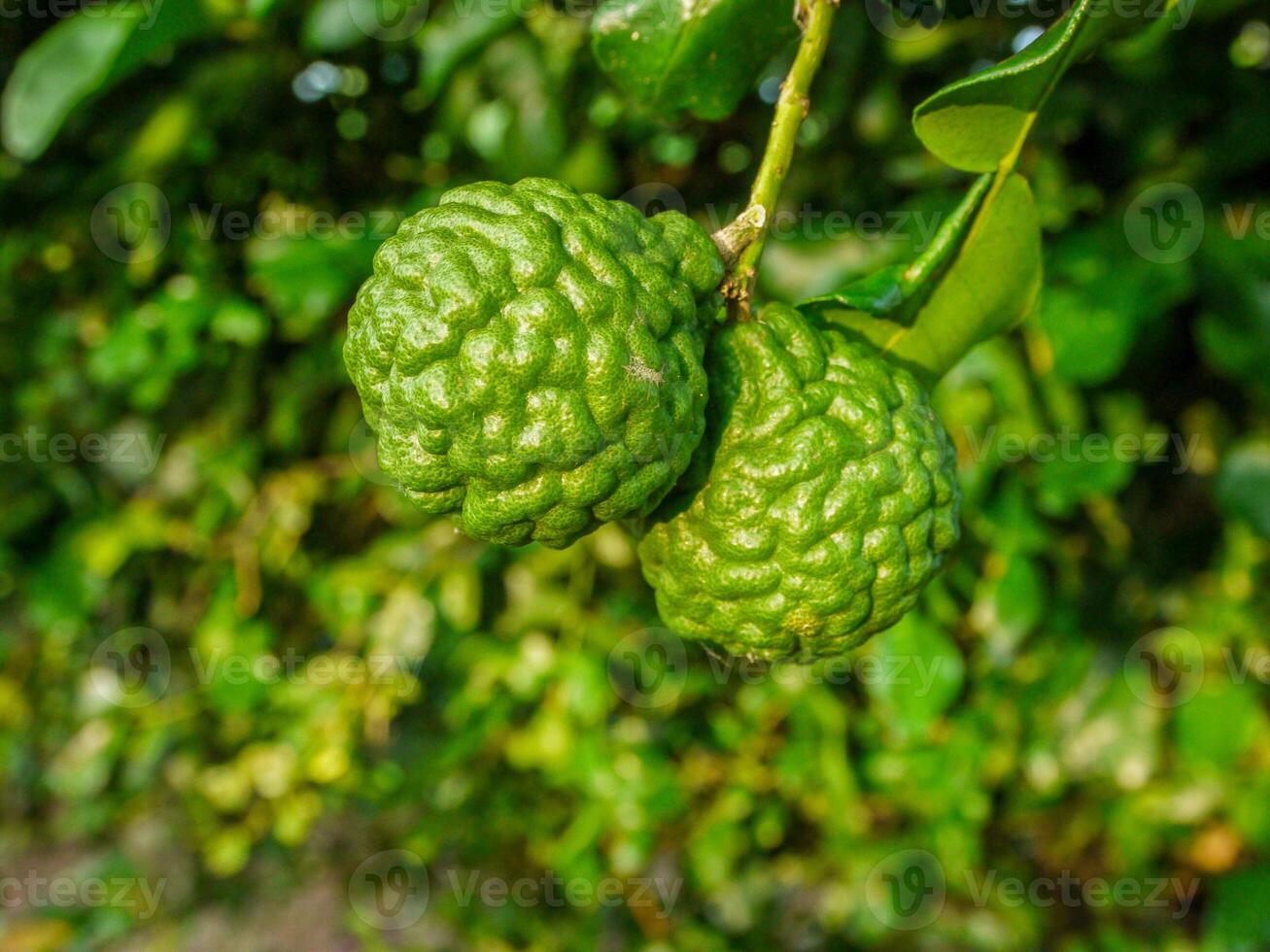 Bergamot and green leaves on the tree. photo