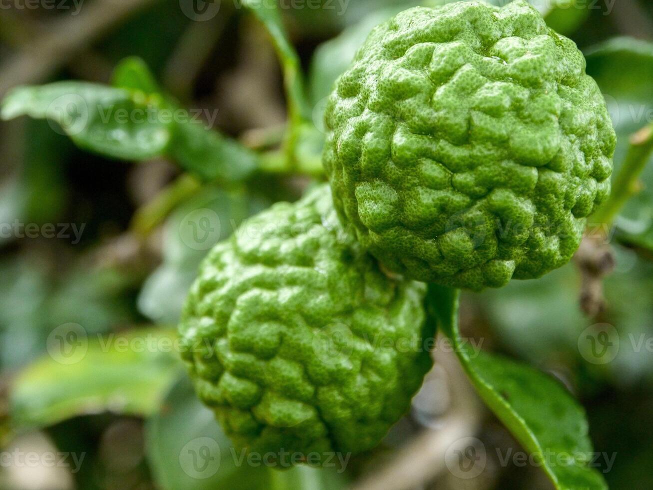 Bergamot and green leaves on the tree. photo