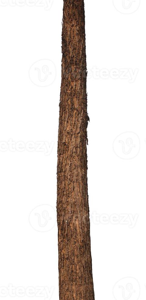 Tree trunk Isolated On White Background photo