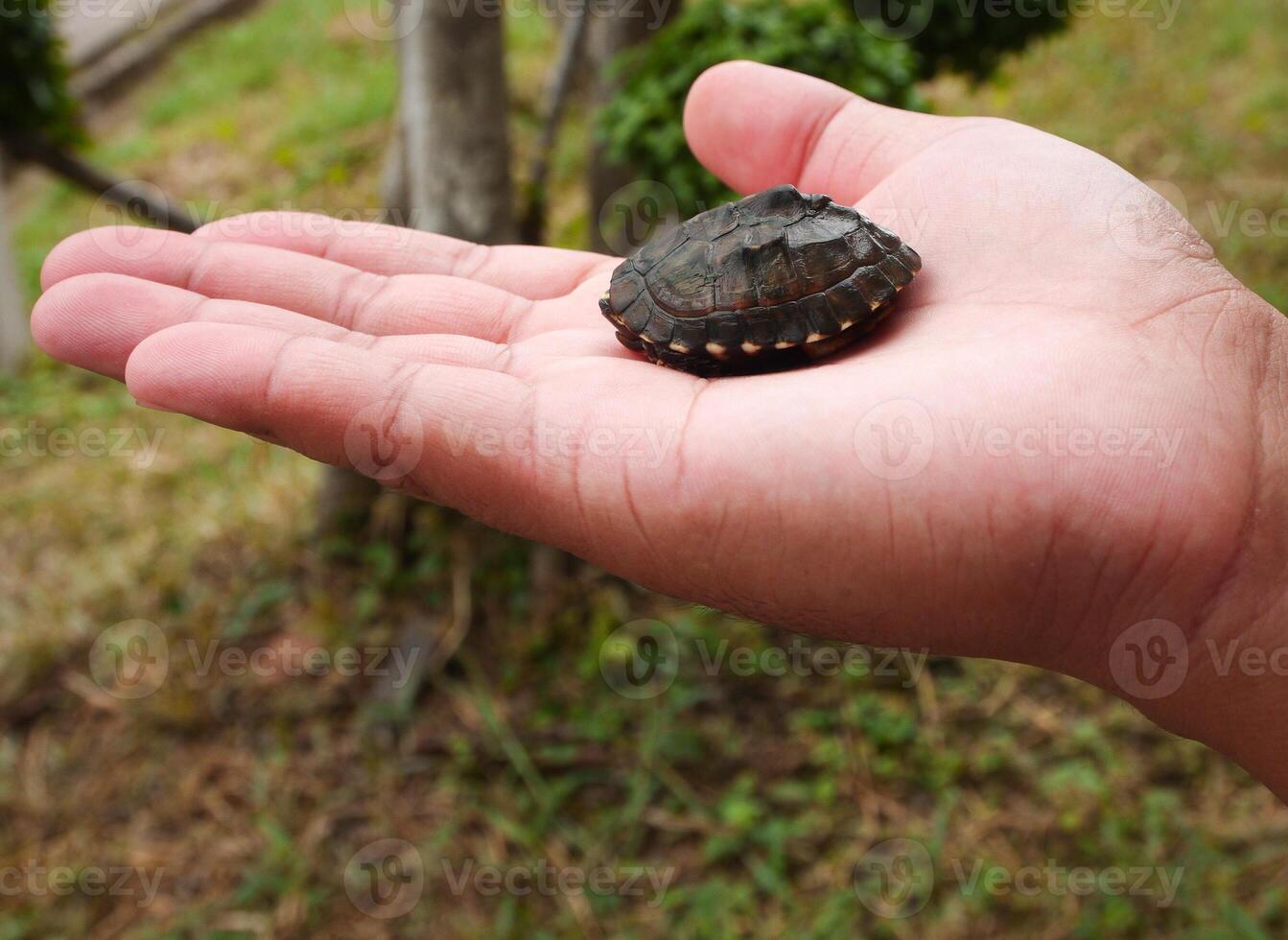 el Tortuga se esconde en el cáscara foto