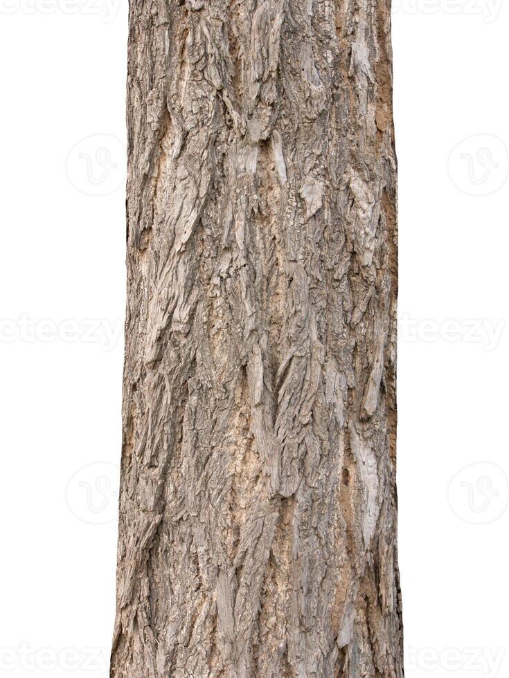 Trunk of a tree Isolated On White Background photo