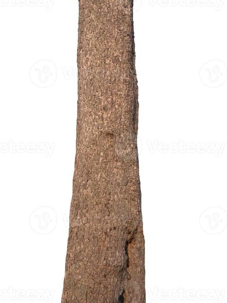 Tree trunk Isolated On White Background photo