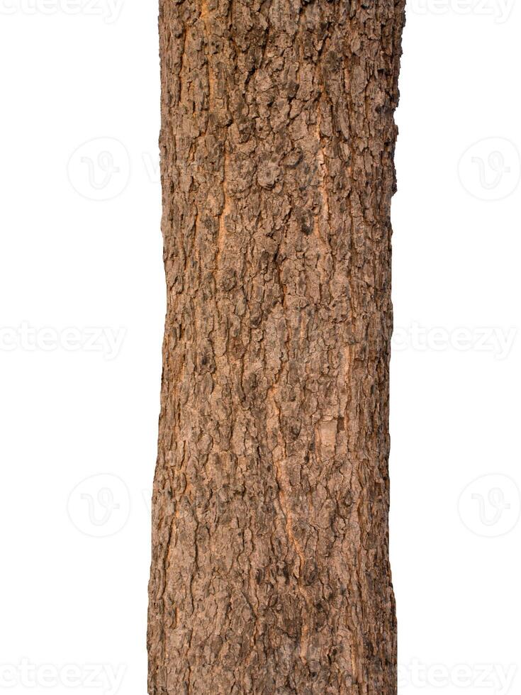 Tree trunk Isolated On White Background photo