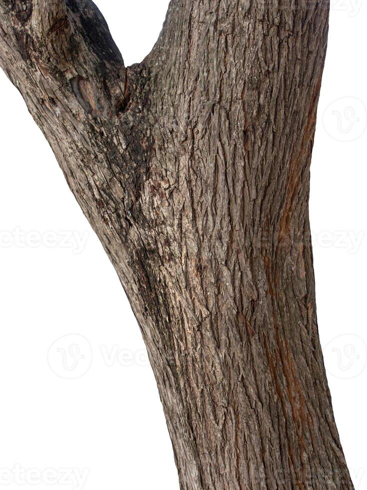 Trunk of a tree Isolated On White Background photo