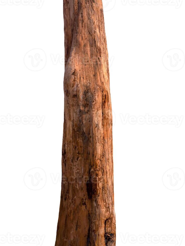 Summer tree trunk on a white background photo
