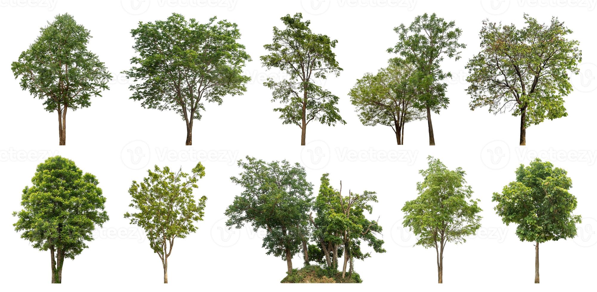 Collection tree cut out from original background and replace with white background for easy to selection. photo