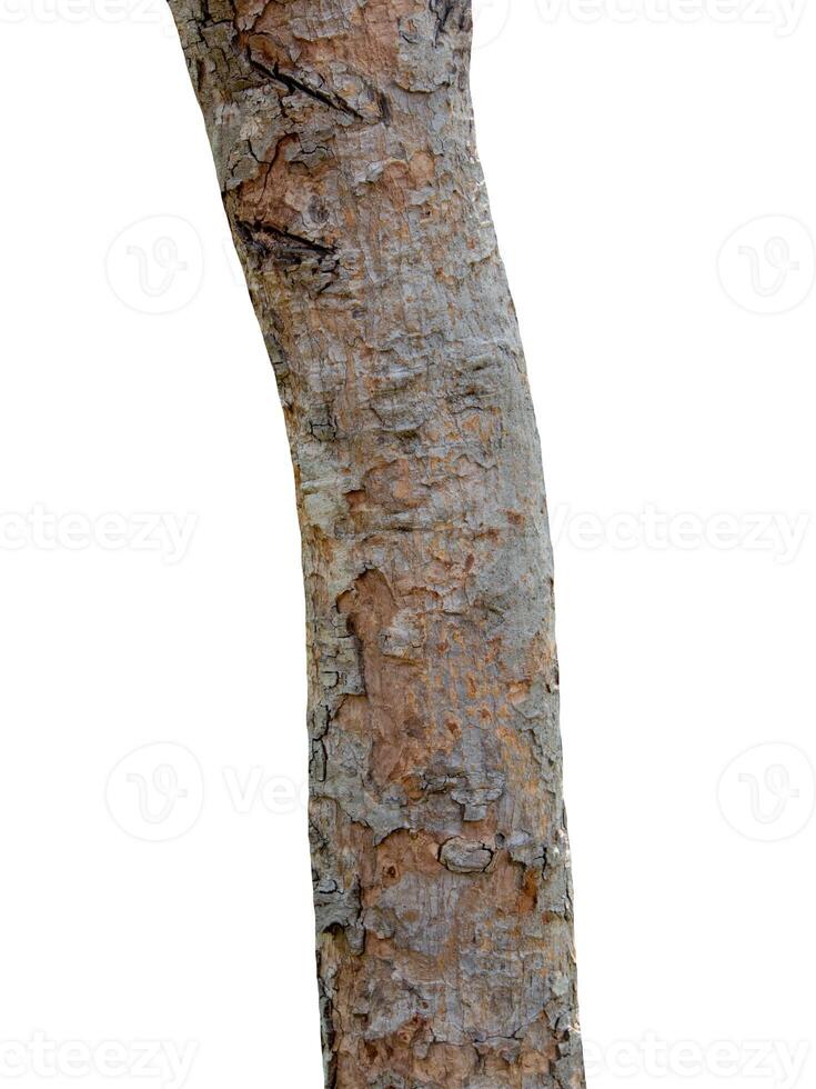 Tree trunk Isolated On White Background photo