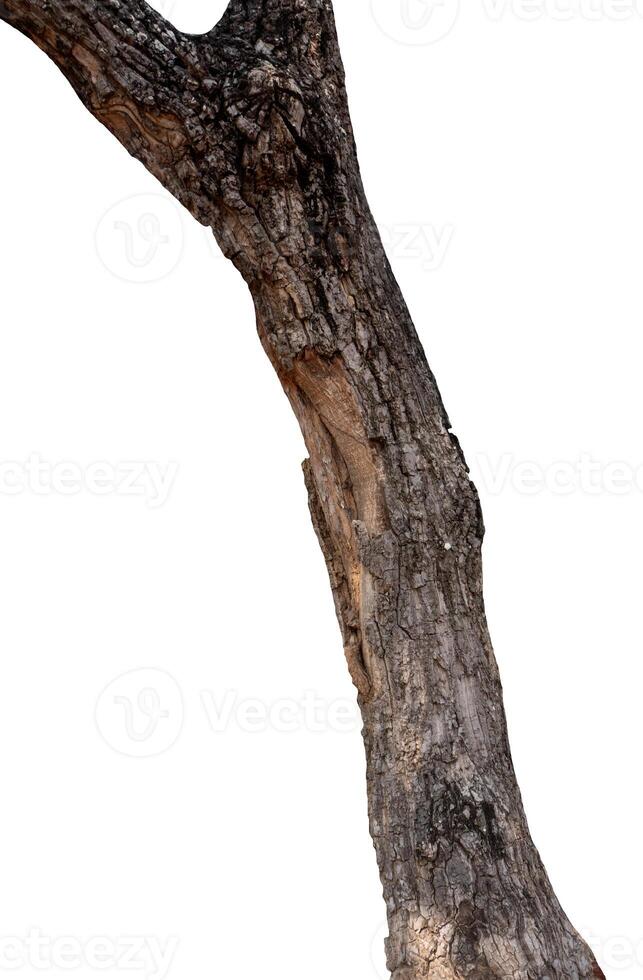 Summer tree trunk on a white background photo