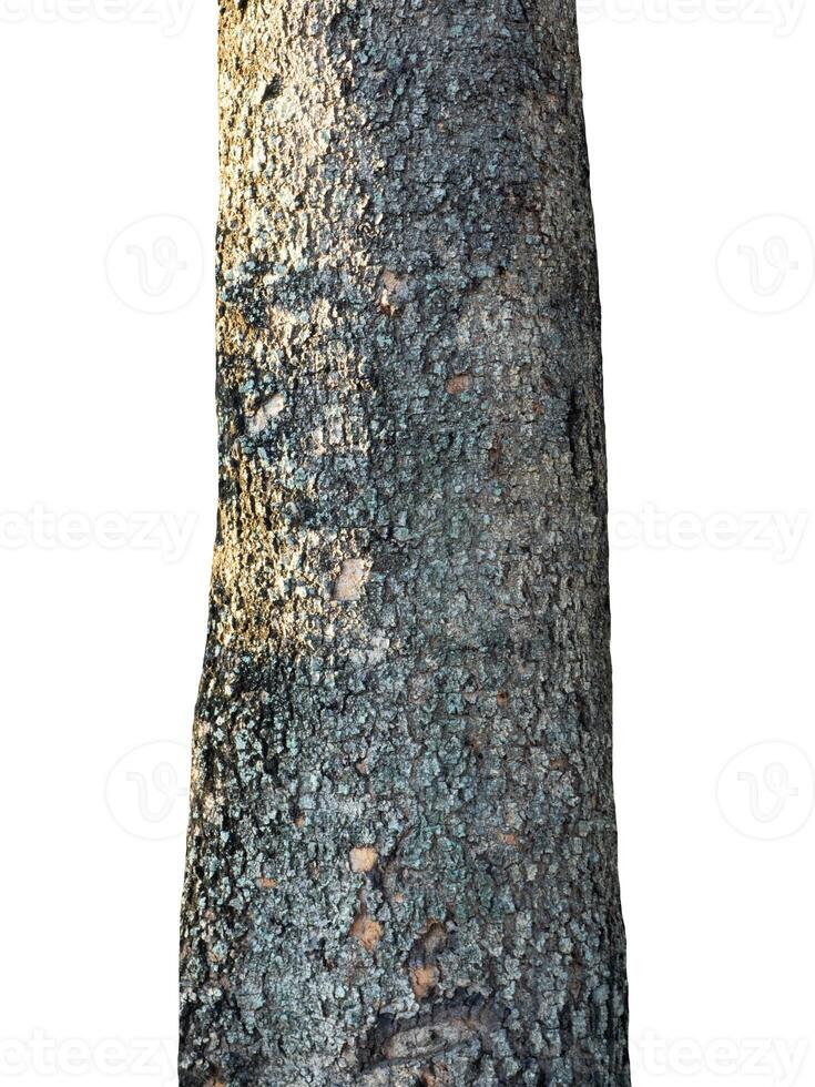 trunk of the tree stands on a white Background photo