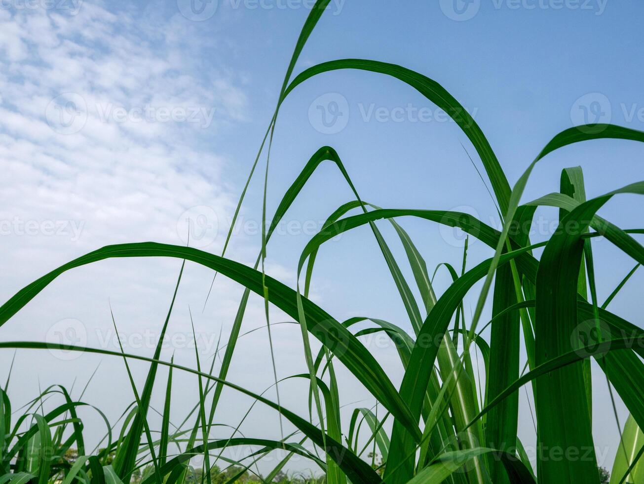 Sugarcane leaves, tropical plants, agriculture in Thailand photo