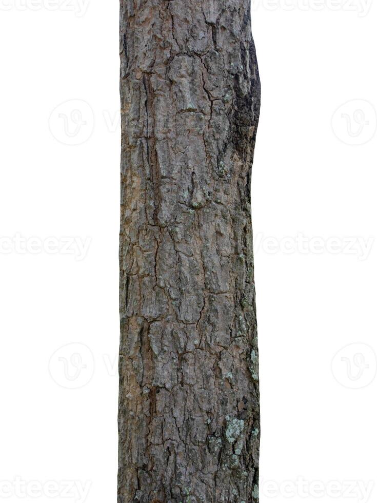 Tree trunk Isolated On White Background photo