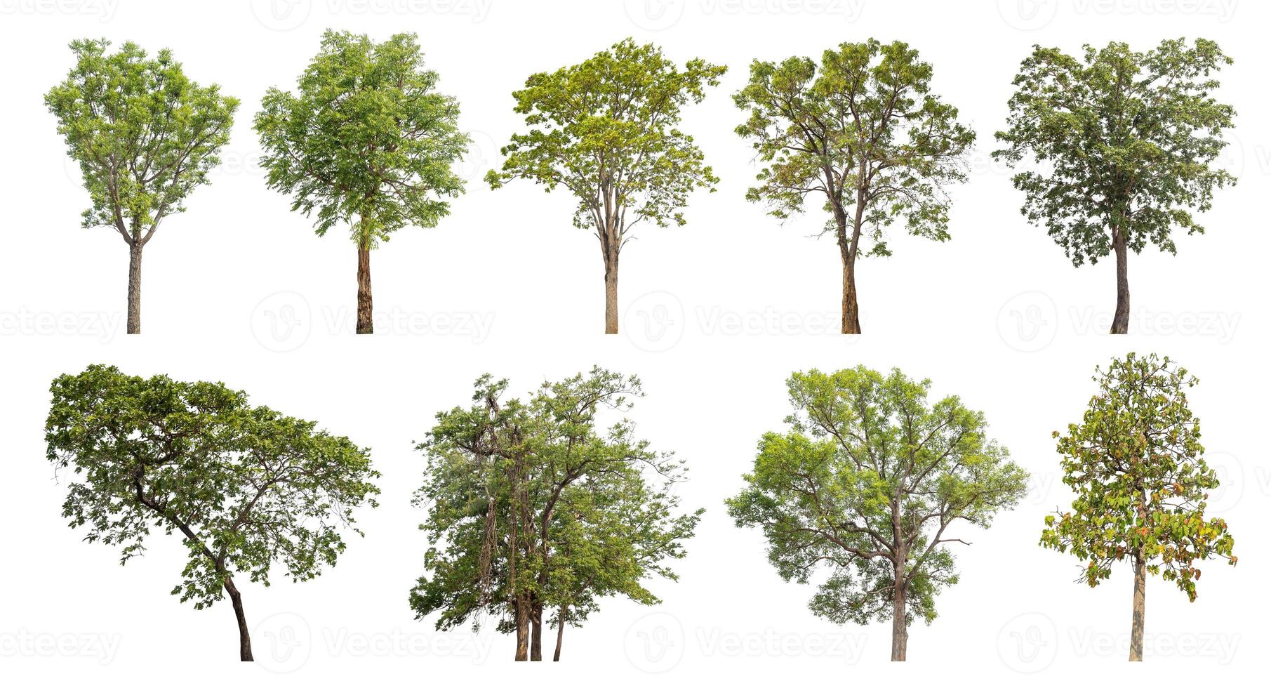 Collection tree cut out from original background and replace with white background for easy to selection. photo