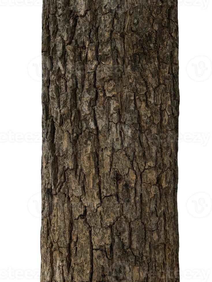 Trunk of a tree Isolated On White Background photo