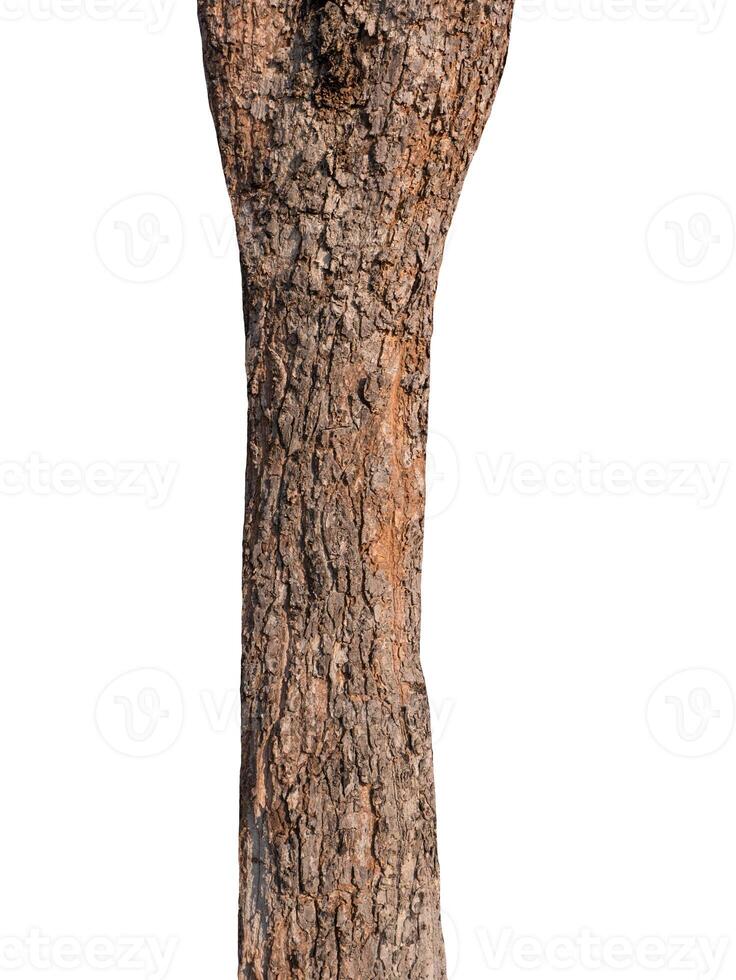 tronco de un árbol aislado sobre fondo blanco foto