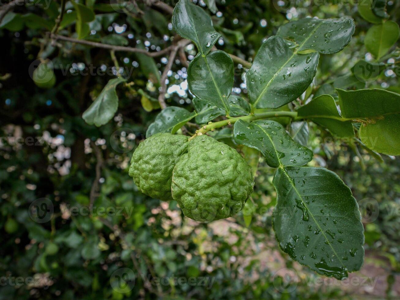 Bergamot and green leaves on the tree. photo