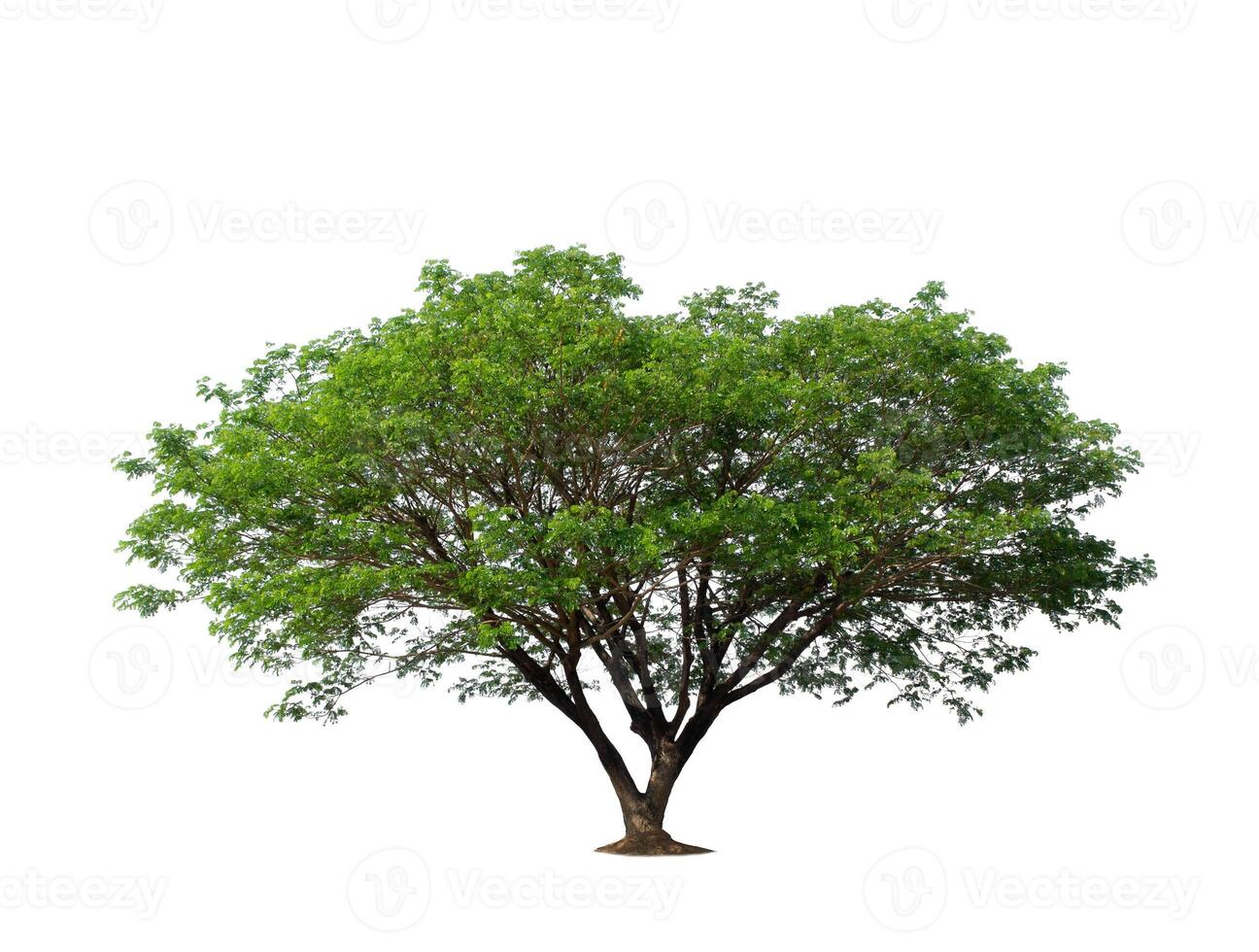 isolated tree on white background photo