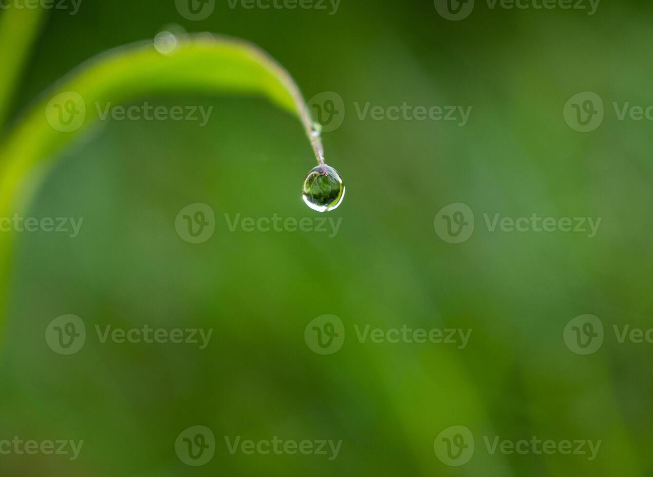 Drop of dew in morning on leaf photo