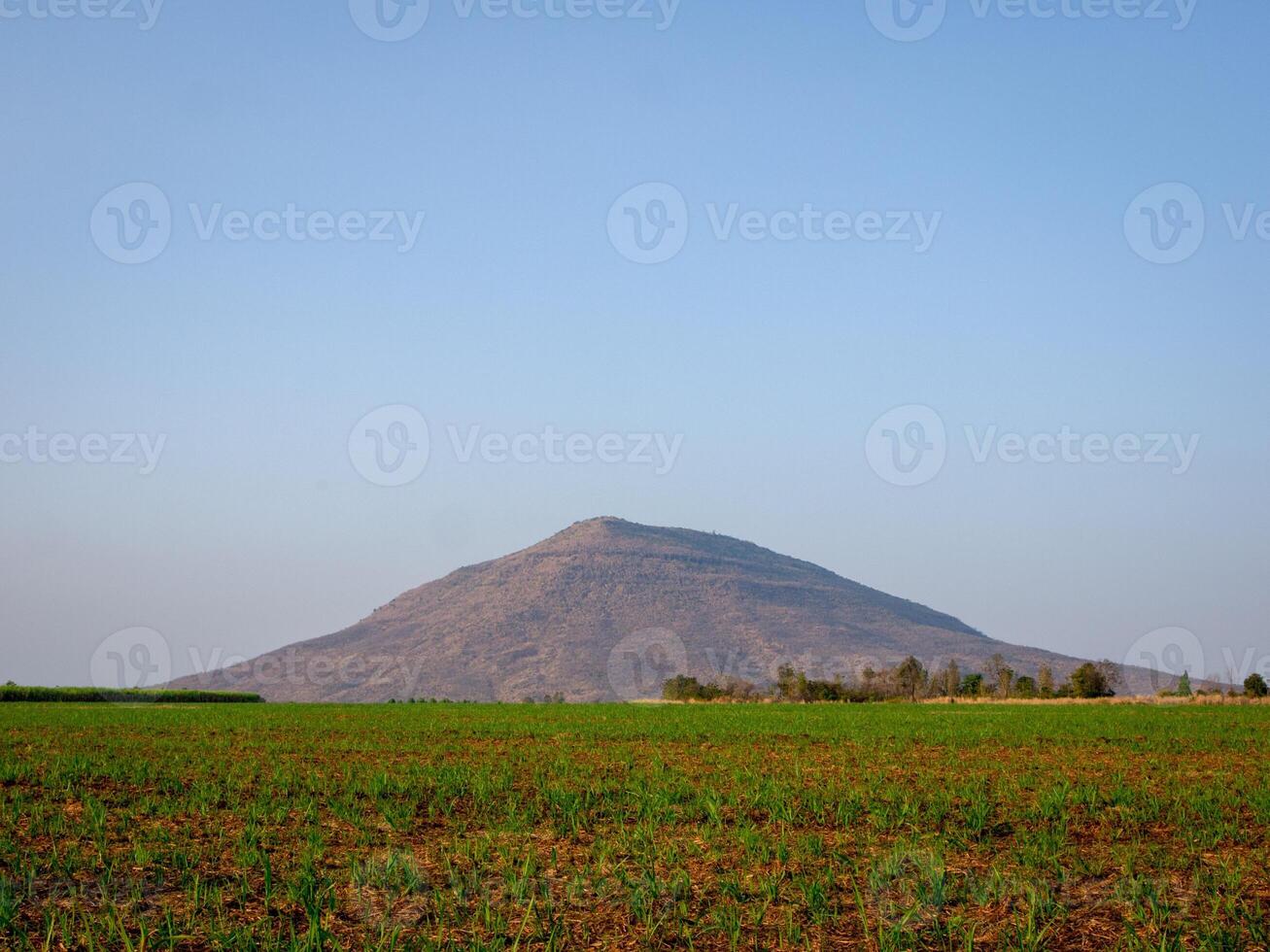 Sugarcane plantations,the agriculture tropical plant in Thailand photo