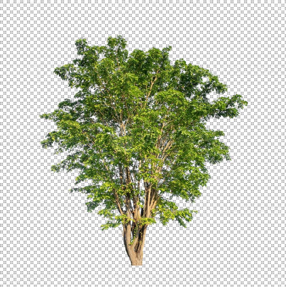 Tree on transparent picture background with clipping path, single tree with clipping path and alpha channel photo