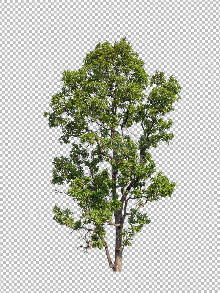 Tree on transparent picture background with clipping path, single tree with clipping path and alpha channel photo