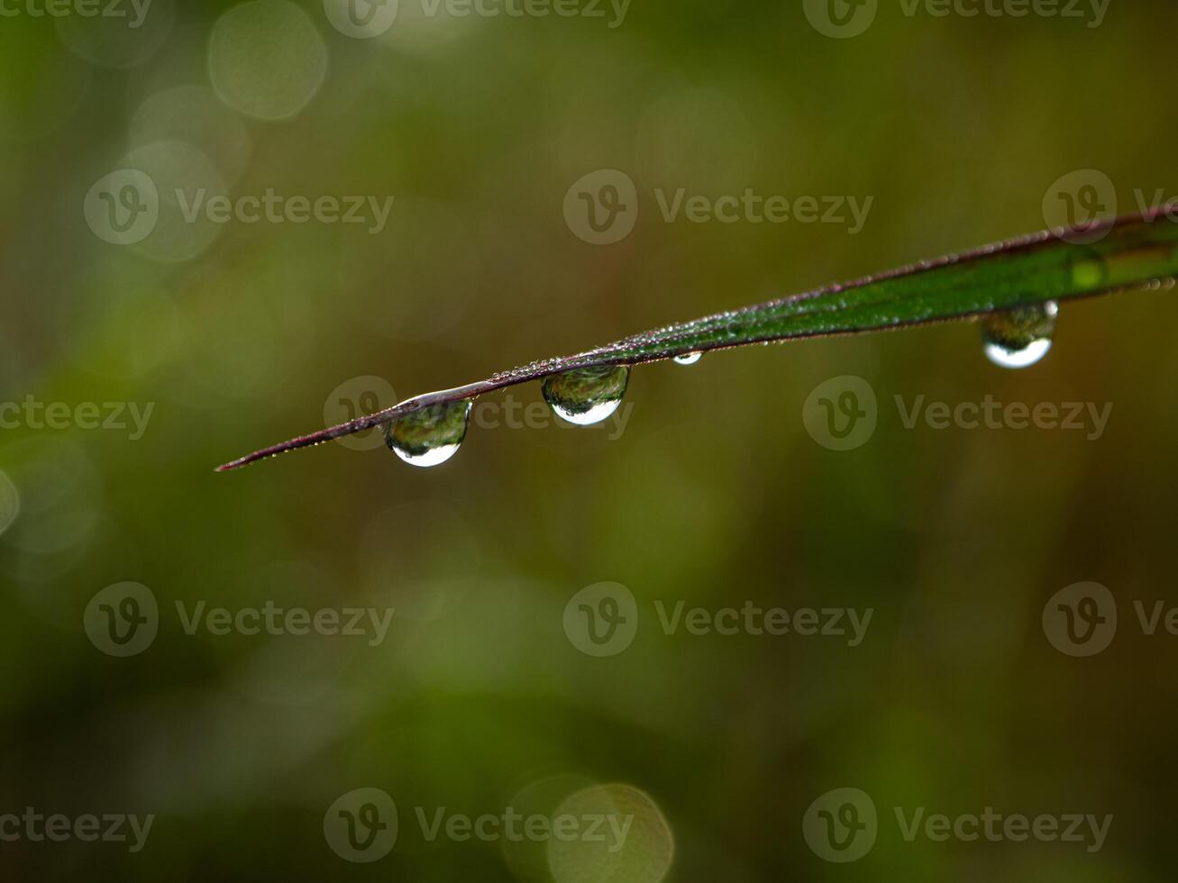 Drop of dew in morning on leaf photo