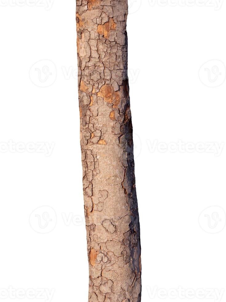 Trunk of a tree Isolated On White Background photo