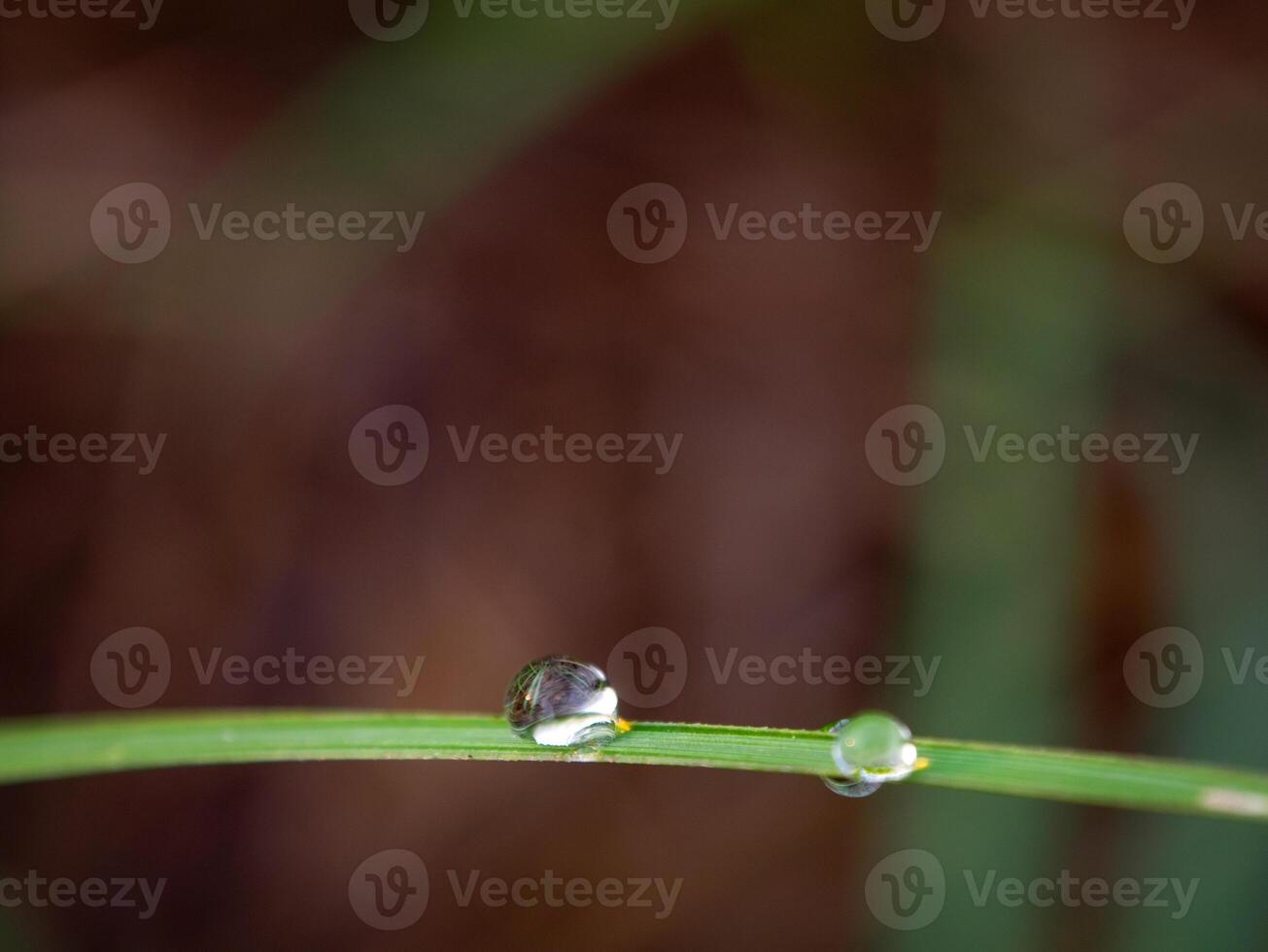 Dew drops on sugarcane leaves photo