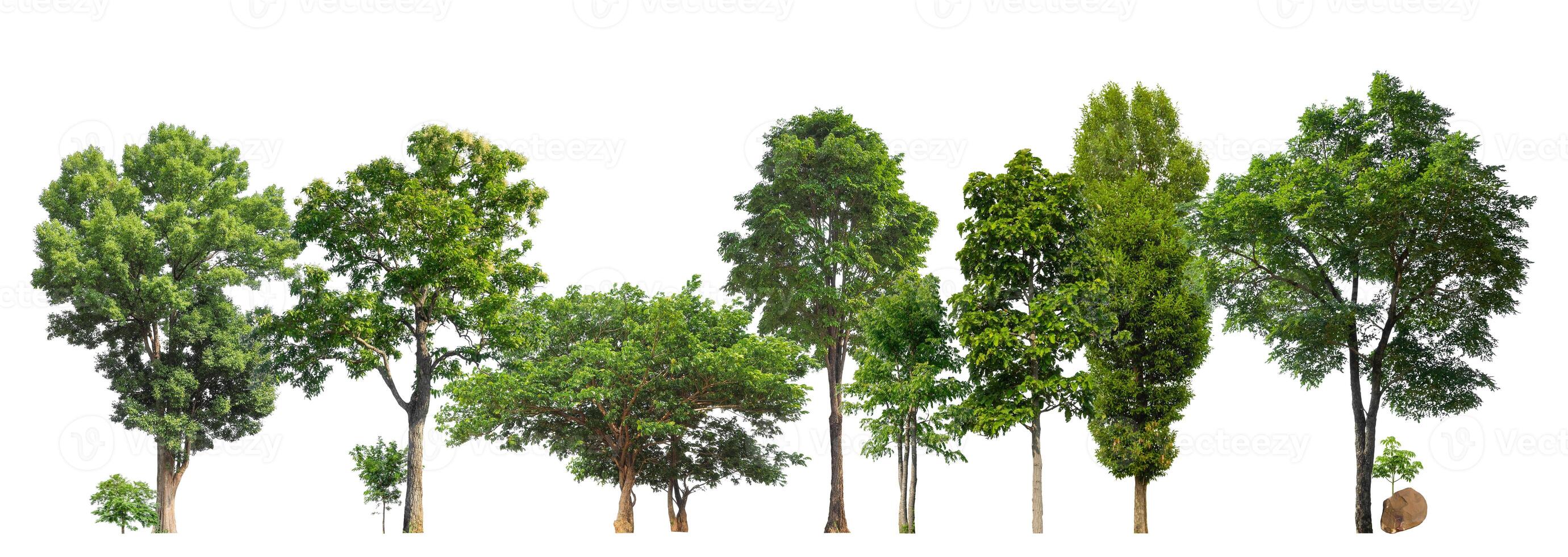 Green trees isolated on white background. forest and leaves in summer rows of trees and bushes photo