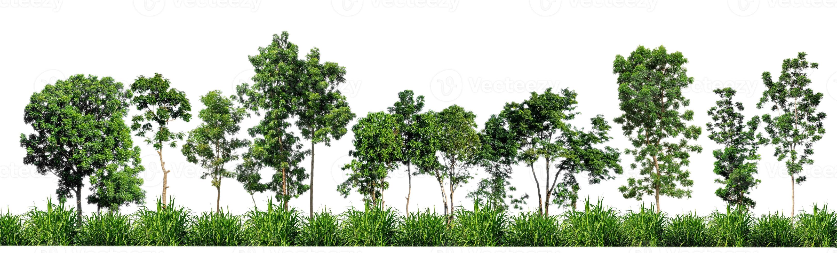 Green trees isolated on white background. forest and leaves in summer rows of trees and bushes photo