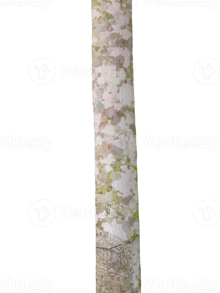 Trunk of a tree Isolated On White Background photo