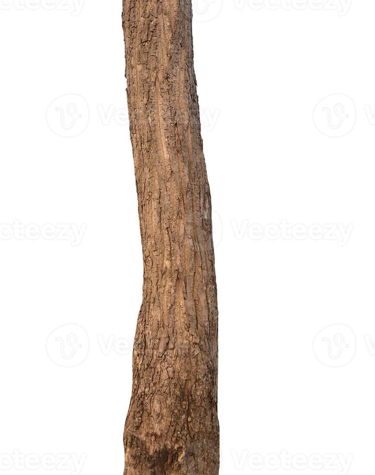 Tree trunk Isolated On White Background photo