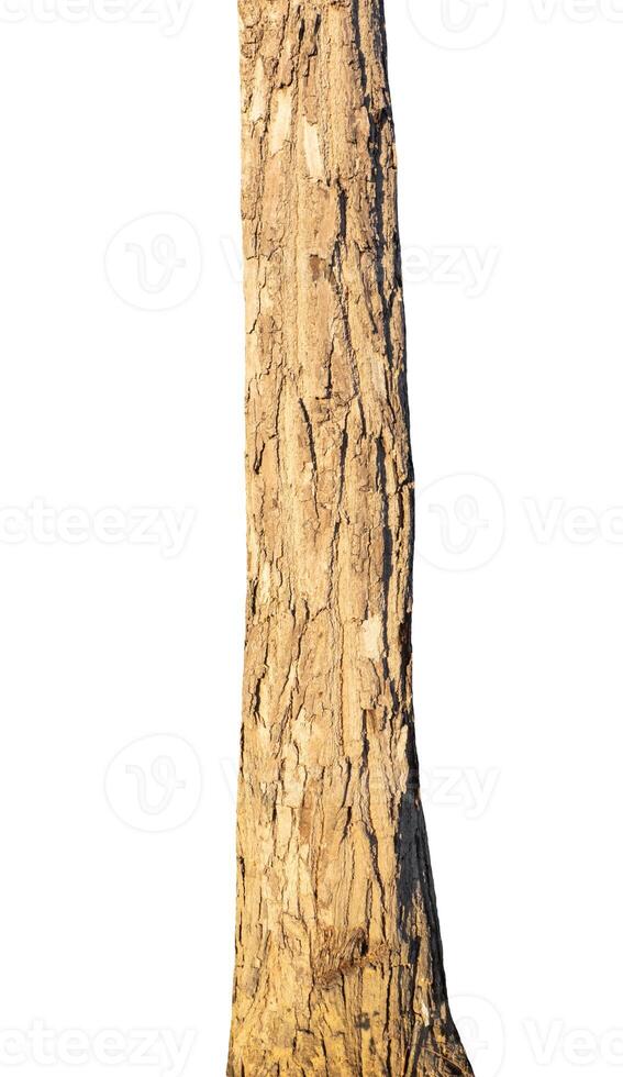 trunk of the tree stands on a white Background photo